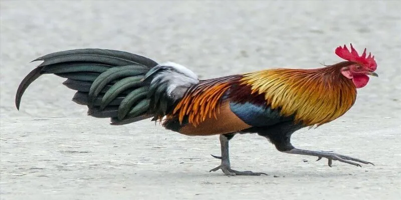 Cách Nuôi Gà Đá Tới Pin là gì
